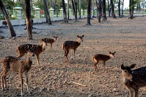 Deer Zoo image