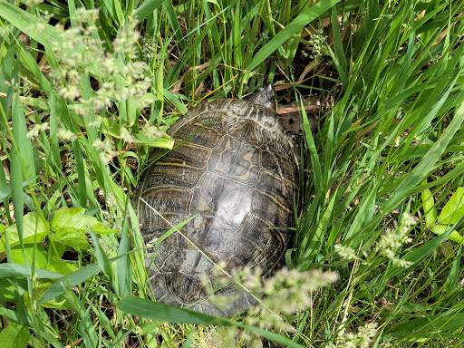 Nature Preserve «Hidden Oaks Conservation Area», reviews and photos, 419 Trout Farm Rd, Bolingbrook, IL 60440, USA