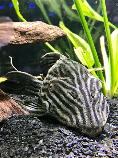 Pet Supply Store «Professional Fish Keepers Aquarium Store», reviews and photos, 7573 W Sample Rd, Coral Springs, FL 33065, USA