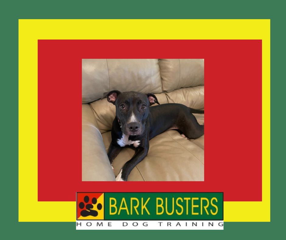 Bark Busters Home Dog Training Arlington