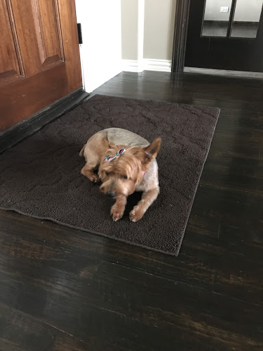 Pet Groomer «Woof Gang Bakery Rockwall», reviews and photos, 832 Steger Towne Rd, Rockwall, TX 75032, USA