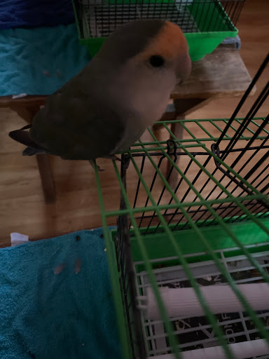 Pet Store «Louis Birds Pets & Supplies», reviews and photos, 80 Keyes St, San Jose, CA 95122, USA