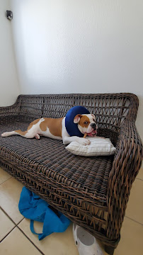 Dog Supplies Outlet - Photo 9 - Car repair in Henderson, NV, Henderson