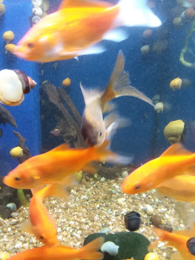 Pet Store «Olathe Pet Shop», reviews and photos, 16651 151st St, Olathe, KS 66062, USA