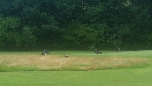 Golf Course «Stormy Creek Golf Course», reviews and photos, 3450 36th St SE, Grand Rapids, MI 49512, USA