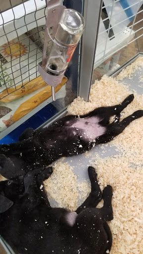 Pet Store «Zimmers Pets», reviews and photos, 51 E Philadelphia Ave, Boyertown, PA 19512, USA