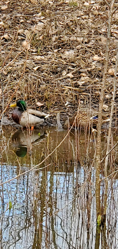 Park «Duwamish Hill Preserve», reviews and photos, 3800 S 115th St, Tukwila, WA 98168, USA