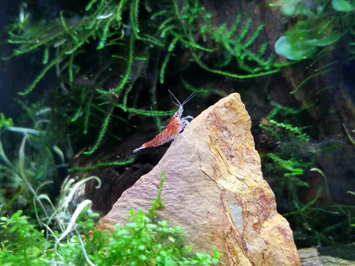 Pet Supply Store «Arcata Pet», reviews and photos, 600 F St #6, Arcata, CA 95521, USA