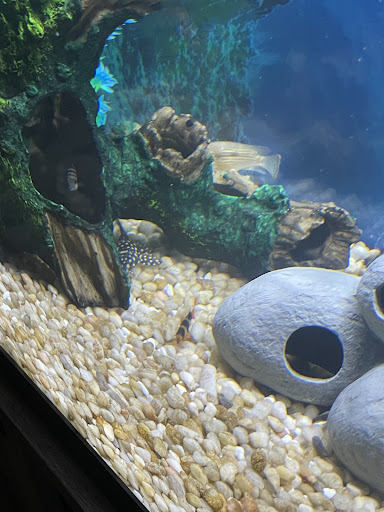 Pet Store «All Pets Club», reviews and photos, 405 Queen St, Southington, CT 06489, USA