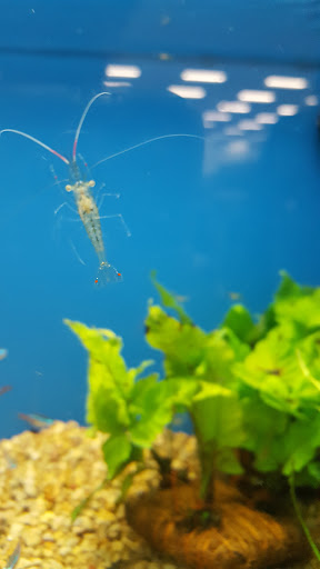 Pet Supply Store «Petco Animal Supplies», reviews and photos, 26501 Bouquet Canyon Rd, Saugus, CA 91350, USA