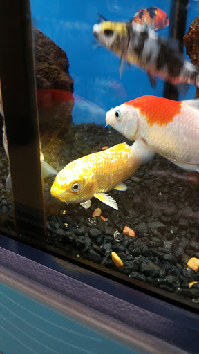 Pet Supply Store «Petco Animal Supplies», reviews and photos, 1412 S Main Chapel Way, Gambrills, MD 21054, USA