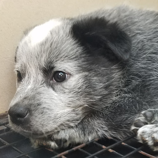 Pet Supply Store «Pets R Inn», reviews and photos, 3902 13th Ave S #3701, Fargo, ND 58103, USA