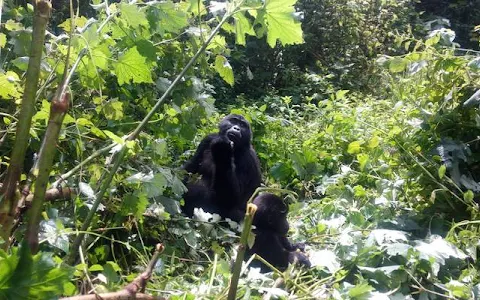 Magic African Safaris | Gorilla Trekking in Uganda | Uganda Safaris and Tours | Safari Uganda image