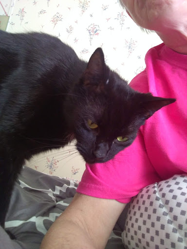 Home Goods Store «Dollar General», reviews and photos, 2649 Main St, Whitney Point, NY 13862, USA