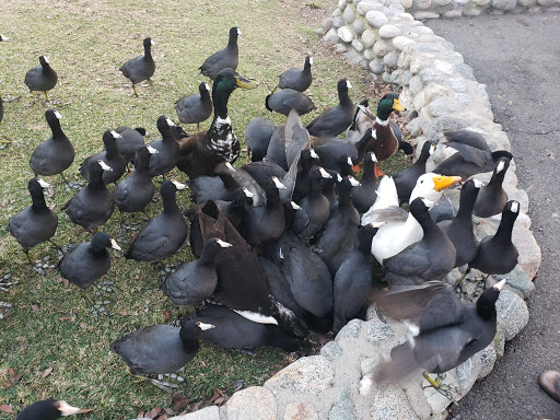 Park «Mike Ward Community Park Woodbridge», reviews and photos, 20 Lake Rd, Irvine, CA 92604, USA