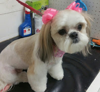 Anna's Pet Grooming - Photo 3 - Car repair in Norwalk, CA, Downey