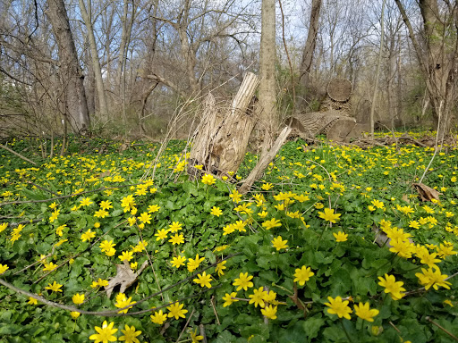 Park «Meadowbrook Local Park», reviews and photos, 7901 Meadowbrook Ln, Chevy Chase, MD 20815, USA