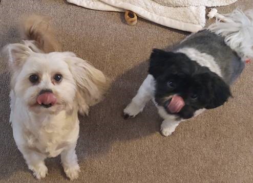 Auto Insurance Agency «Sig Insurance Agencies: Cheshire», reviews and photos