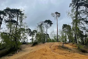 Les sapins brulés image