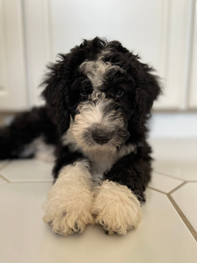 Arizona Poolside Bernedoodles