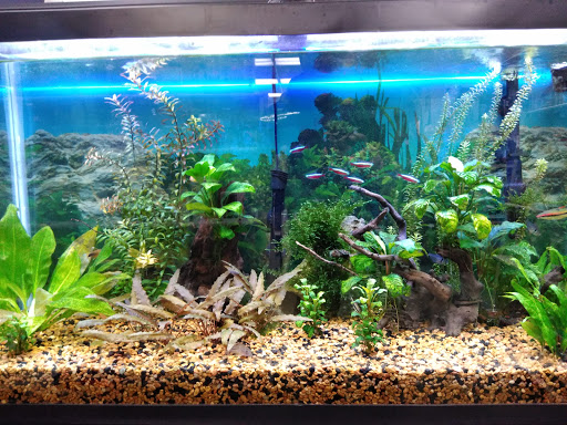 Pet Store «Aquatic Pets», reviews and photos, 414 Division St S, Northfield, MN 55057, USA