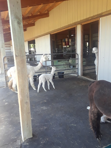 Livestock Breeder «Alpacas at Marquam Hill Ranch», reviews and photos, 35835 OR-213, Molalla, OR 97038, USA