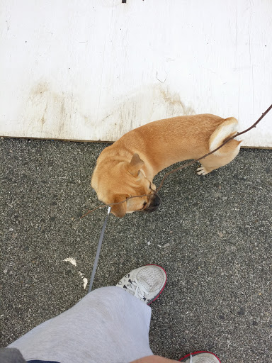 Pet Supply Store «PetSmart», reviews and photos, 250 Grossman Dr, Braintree, MA 02184, USA