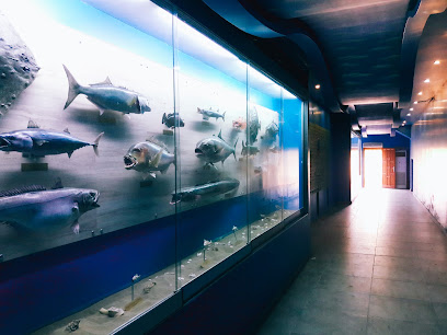 Anadolu Deniz ve Tatlı Su Balıkları Replika Koleksiyonu