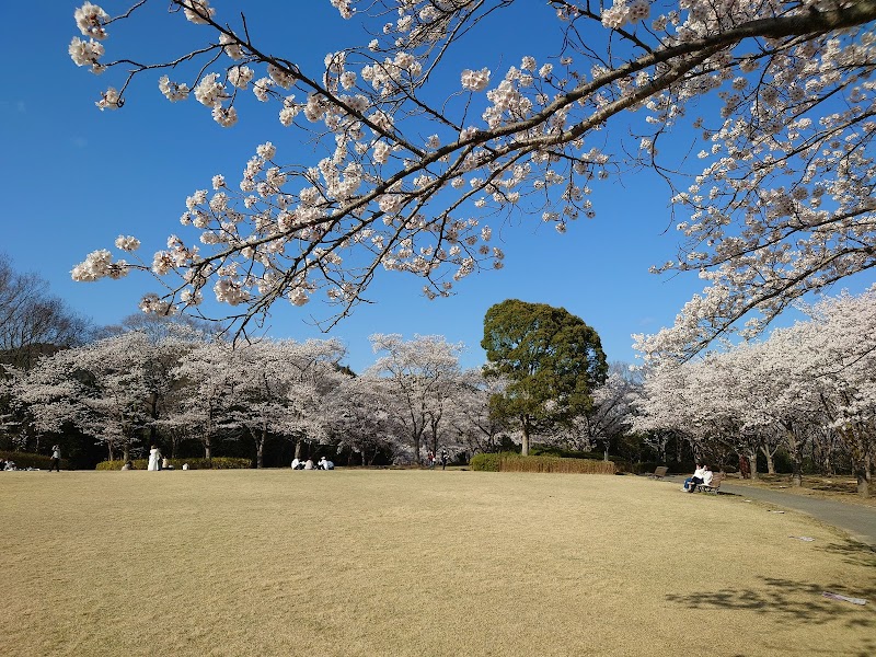播磨中央公園桜の園