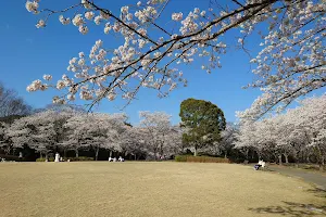 播磨中央公園桜の園 image