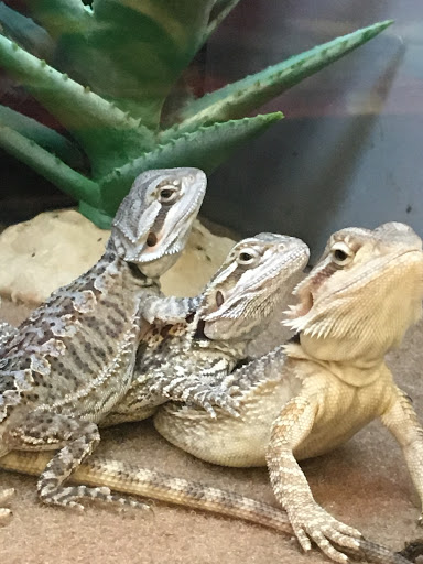 Pet Supply Store «Petco Animal Supplies», reviews and photos, 5700 100th St SW, Lakewood, WA 98499, USA