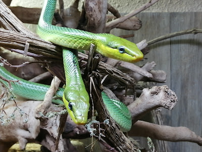 Le Reptilarium du Larzac à Sainte-Eulalie-de-Cernon