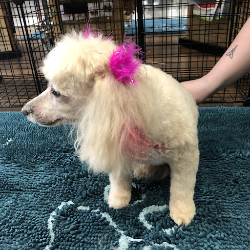 Pet Supply Store «Dog Style Canine Supply Company», reviews and photos, 2002 Judson Rd Suite 102, Longview, TX 75605, USA