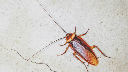 Pest Control Service «Century Termite & Pest Control / Home Improvement», reviews and photos