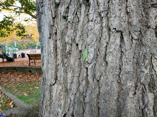 Park «Warren Park», reviews and photos, 90 Washington St, Wellesley, MA 02481, USA