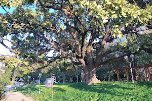 Old oak tree image