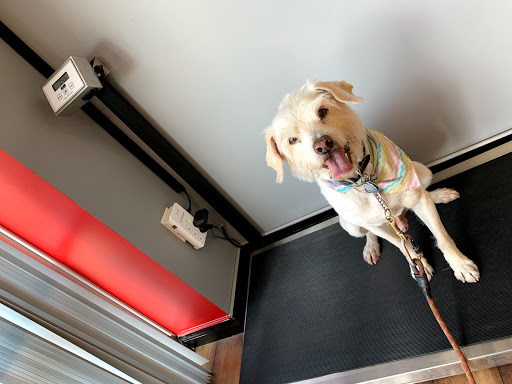 Pet Store «Rock Dog and Cat», reviews and photos, 1916 Colorado Blvd, Los Angeles, CA 90041, USA