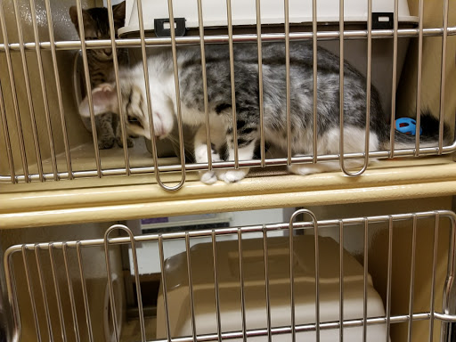 Pet Supply Store «PetSmart», reviews and photos, 198 Promenade Blvd, Flowood, MS 39232, USA