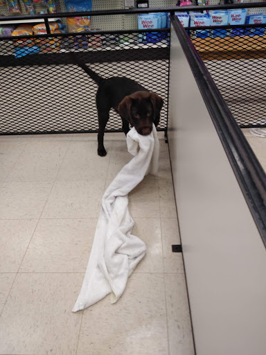 Pet Supply Store «Pet Palace Inc», reviews and photos, 253 Scranton Carbondale Hwy, Scranton, PA 18508, USA