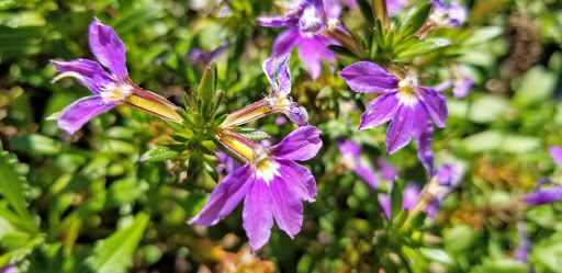 Book Store «Barnes & Noble», reviews and photos, 5141 Peachtree Pkwy, Norcross, GA 30092, USA