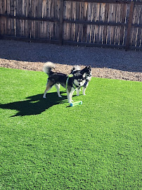 Fido Can't Go Pet Sitting - Photo 1 - Car repair in , Colorado Springs