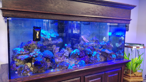 Tropical Fish Store «Elegant Reef - Tropical Fish Studio», reviews and photos, 301 W Nakoma Dr, San Antonio, TX 78216, USA