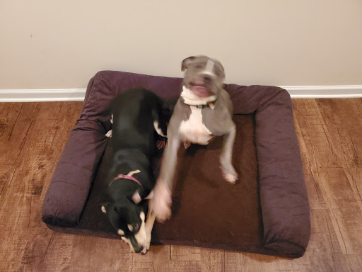 Pet Groomer «U Dirty Dog», reviews and photos, 232 Stevens Entry, Peachtree City, GA 30269, USA