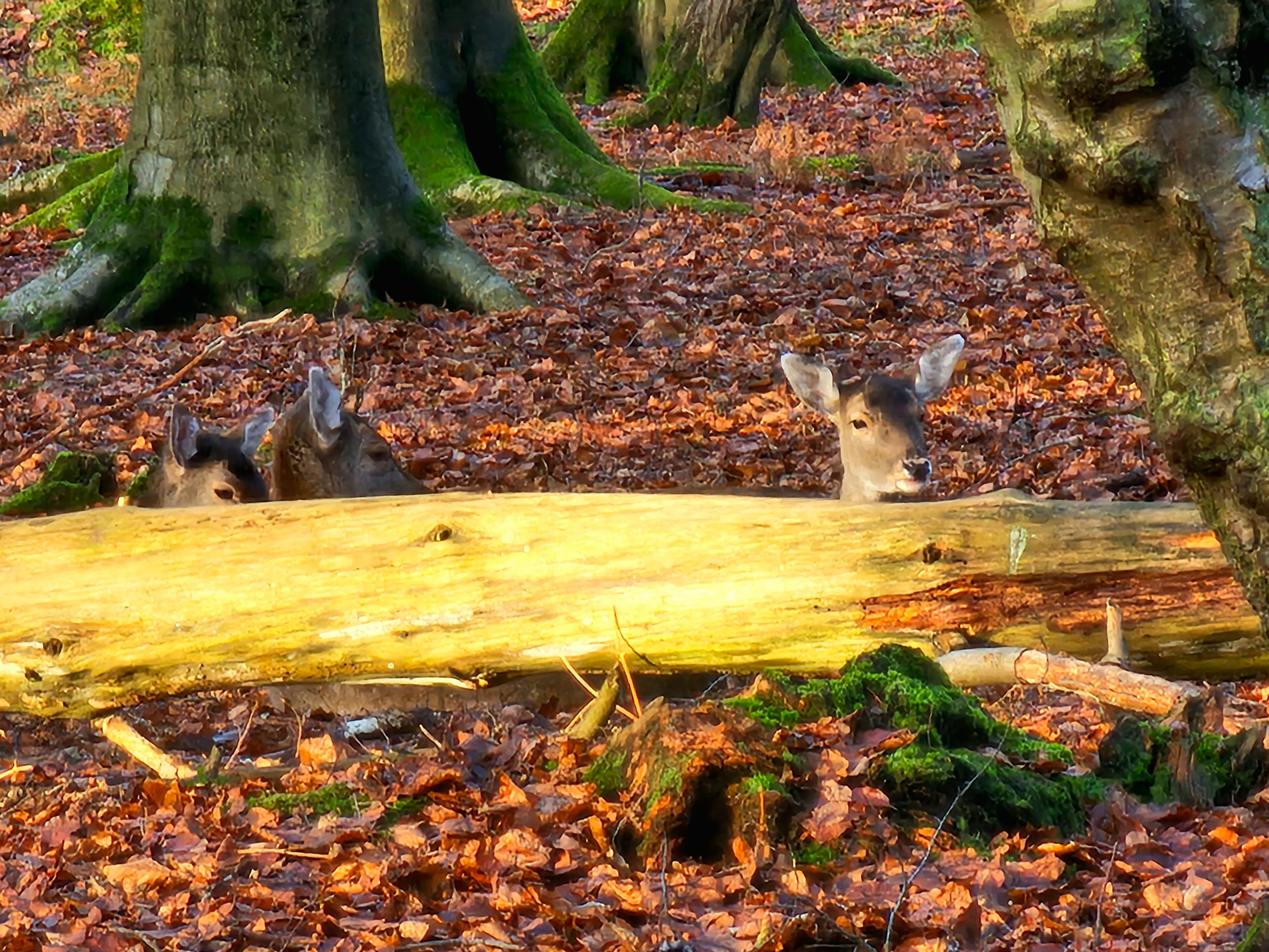 Photo n° 14 de l'avis de Nono.h fait le 09/12/2023 à 09:20