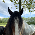 Photo n°5 de l'avis de gerold.e fait le 09/09/2019 à 14:27 sur le  Prickings-Hof Restaurant à Haltern am See