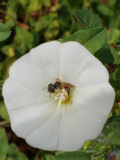 Dry Cleaner «Happy Cleaners», reviews and photos, 10 N Bartlett Rd, Streamwood, IL 60107, USA