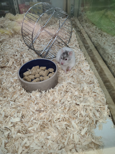 Pet Store «Pet Supermarket, Inc.», reviews and photos, 1938 FL-44 #40, New Smyrna Beach, FL 32168, USA