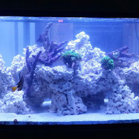 Aqua Blue Aquarium Solutions - Photo 6 - Car repair in Grandville, MI, Grand Rapids