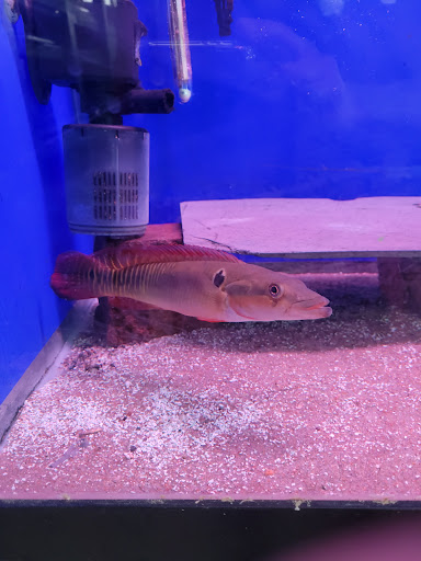 Pet Store «Fish-N-Pets Unlimited», reviews and photos, 11710 Bissonnet St, Houston, TX 77099, USA