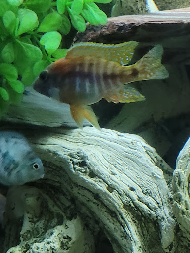 Pet Supply Store «Petco Animal Supplies», reviews and photos, 317 E Trenton Rd, Edinburg, TX 78539, USA